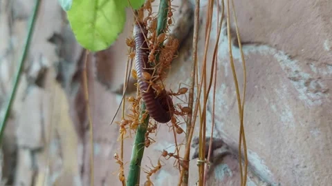 Red ants swarm and bite millipedes | Stock Video | Pond5