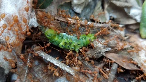 Red ants swarm and bite fat green worms Stock Footage 267929982