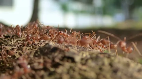 Red ants swarming around 스톡 동영상 34386215