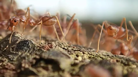 Red ants swarming around Stock Footage 34386433