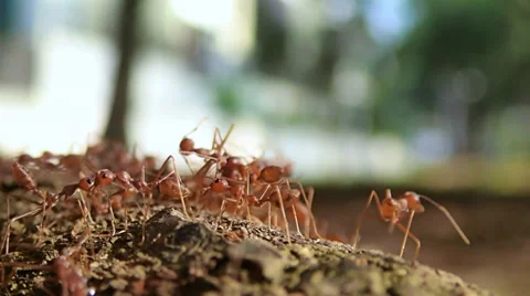 Red ants swarming around 스톡 동영상 34386499