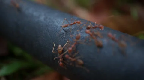 Red ants swarming around 스톡 동영상 35525952