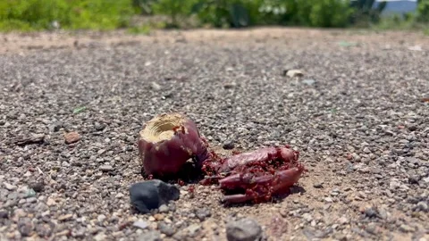 Red Ants Swarming a Crushed Prickly Pear Fruit on Ground Vídeo Stock 340114838
