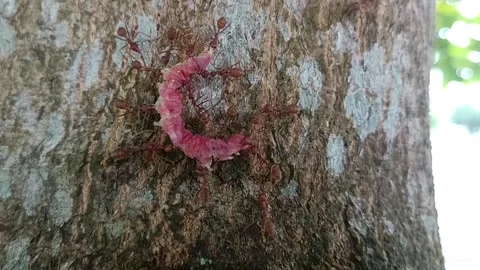 Red ants take their prey Stock Footage 245058320
