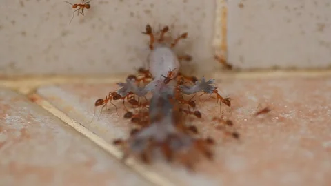 Red ants team work Stock Footage 132511501