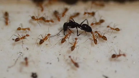 Red ants team work Stock Footage 132511727