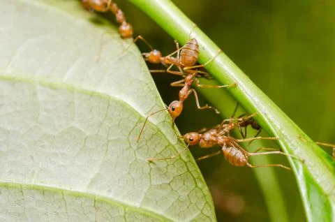 Red ants teamwork Stock Photos