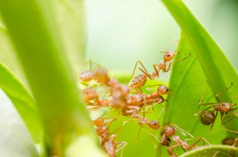 Red ants teamwork Stock-Fotos