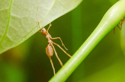 Red ants teamwork Stock Photos