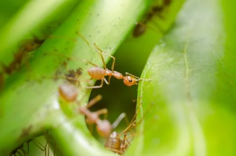 Red ants teamwork Stock Photos