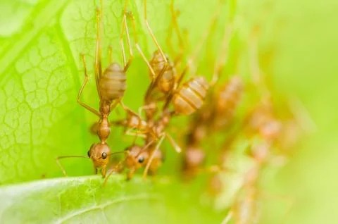 Red ants teamwork Stock Photos
