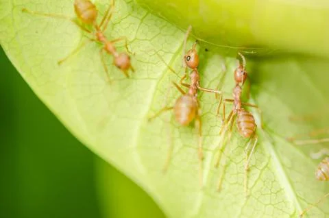 Red ants teamwork Stock-Fotos