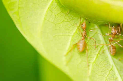 Red ants teamwork Foto stock