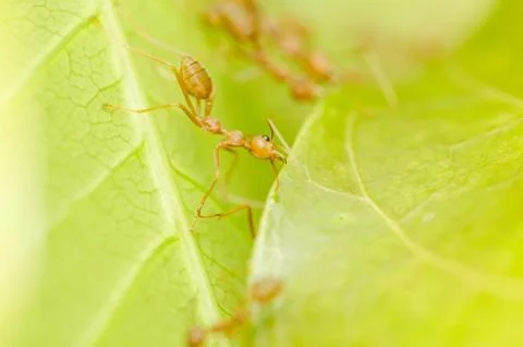Red ants teamwork Stock Photos