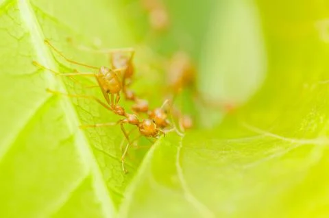 Red ants teamwork Stock Photos