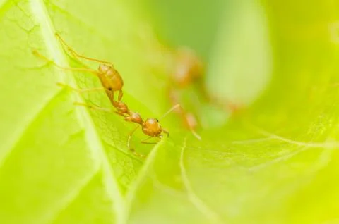 Red ants teamwork Stock Photos