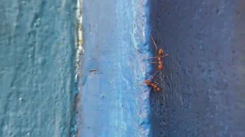 Red ants on a textured blue wall Stock Footage 337889697