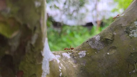 Red Ants Traversing Tree Trunk in Lush Outdoor Environment Vídeos de archivo 305038401