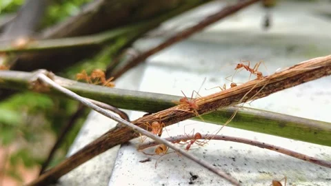 Red ants on the tree branch Stock Footage 258656885