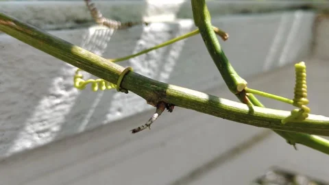 Red ants on the tree branch Stock Footage 259308143