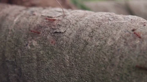 Red ants on tree close-up Stock Footage 73638835
