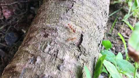 Red ants on a tree trunk Stock Footage 67306197