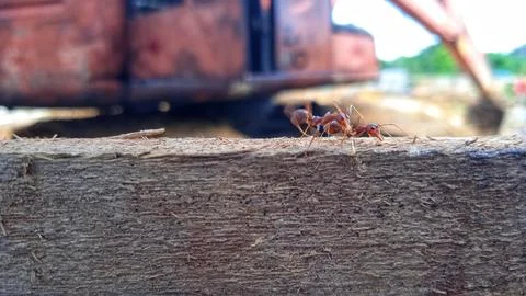 Red ants on tree trunks looking for food to survive Stock Photos