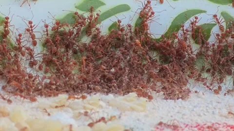 Red ants trying to escape with ant eggs. Stock Footage 306285940