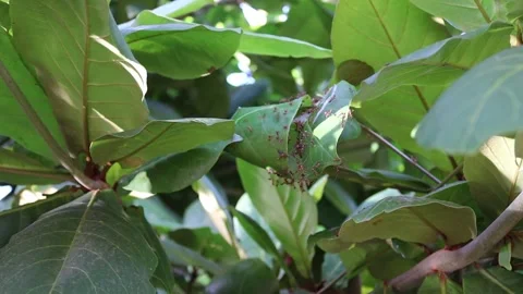 Red ants using green leaves to making nest on tree Stock Footage 139903491