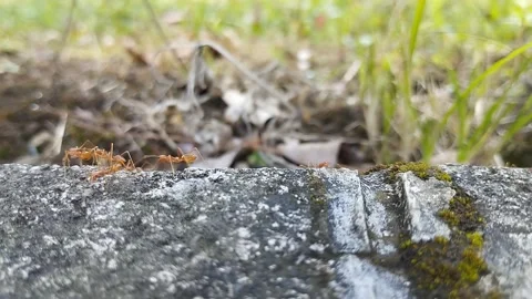Red ants walk on the concrete hand in hand. Stock Footage 247034047