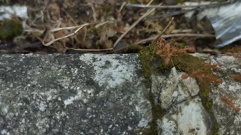 Red ants walk on the concrete hand in hand. Stock Footage 247034060