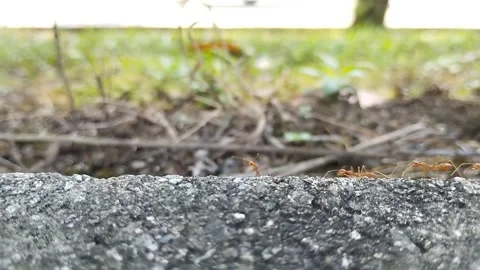 Red ants walk on the concrete hand in hand. Stock Footage 247034069
