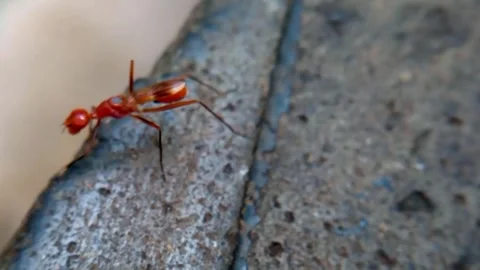 Red ants walk exploring the texture of a rock Stock Footage 300247256