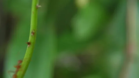 Red ants walk through the forest for their food through a branch Stock Footage 160541466