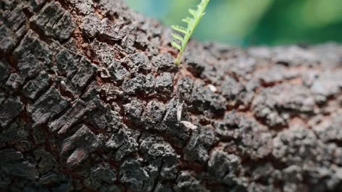 Red ants walk on a tree trunk during a clear day. Video stock 305784364