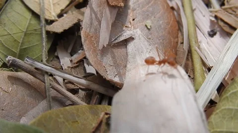 Red Ants Walking, Ants Working. Macro Footage Of Ants. Ants Closeup. 库存影片 129245397