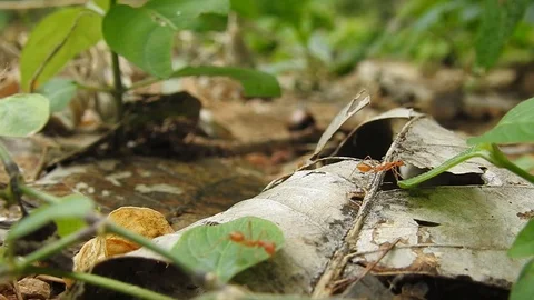 Red Ants Walking, Ants Working. Macro Footage Of Ants. Ants Closeup. Stock Footage 129245834