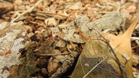 Red Ants Walking, Ants Working. Macro Footage Of Ants. Ants Closeup. Video stock 129246230