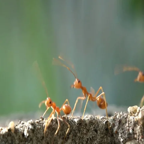 Red ants walking around in the sun 스톡 동영상 69540198