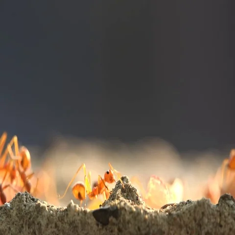 Red ants walking around in the sun in thailand Stock Footage 69592452
