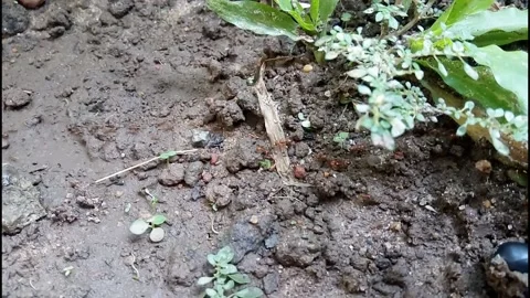 Red ants walking back and forth 02 Stock Footage 219647520