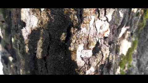 Red ants walking cutely with the mob on the old wood Stock Footage 233366459