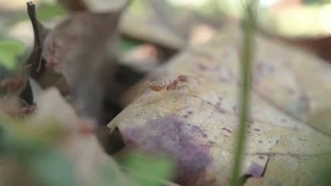 Red ants walking on dead leaves Stock Footage 290499916