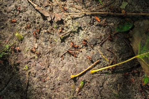 Red ants walking on the forest floor Stock Photos