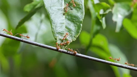 Red ants walking in groups, Concept team work together,Video footage show s.. Stock Footage 337004416