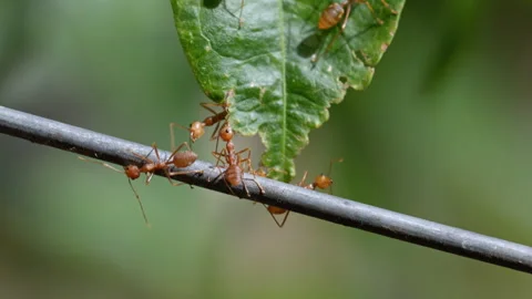 Red ants walking in groups, Concept team work together,Video footage show s.. Video stock 337004418