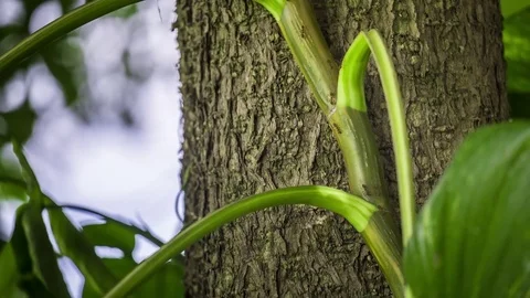 Red ants walking on the tree Vídeos de archivo 82397622