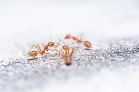 Red ants on the wall Stock Photos