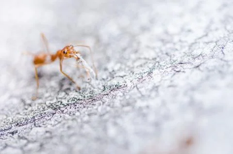 Red ants on the wall Stock Photos
