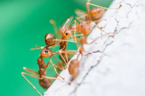 Red ants on the wall Stock Photos